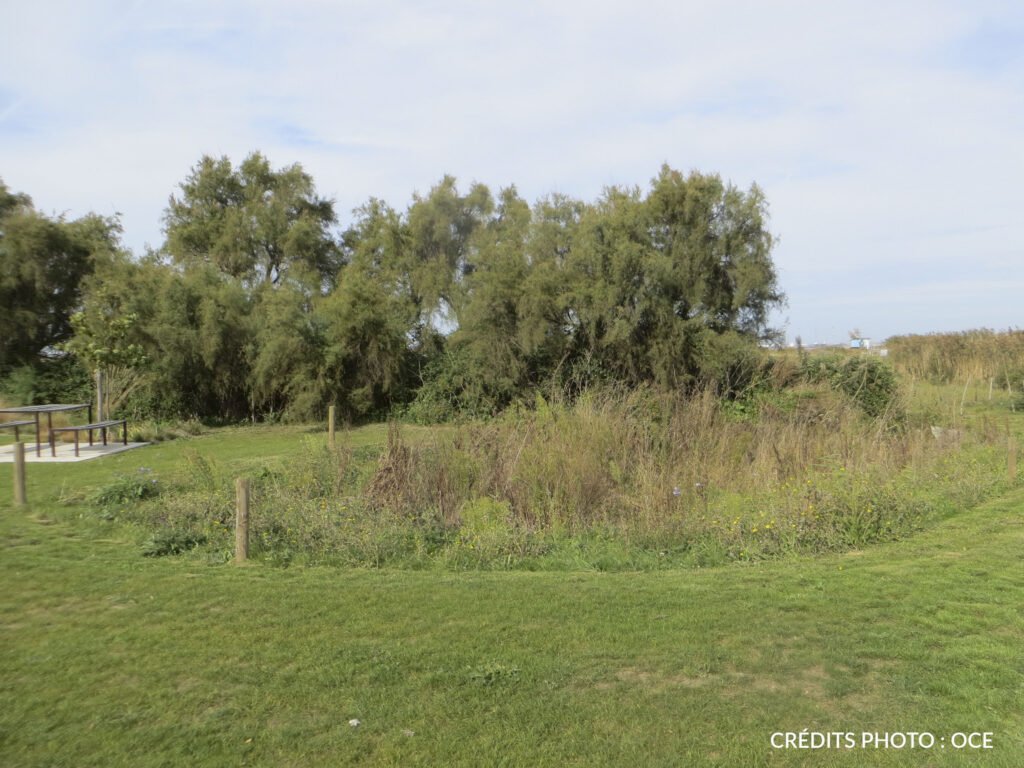 Projet-port-de-la-maison-verte-bureau-detudes-oce